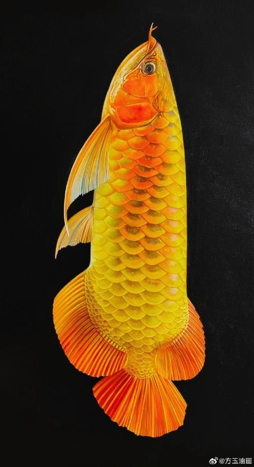 如何找到高清的金龍魚圖片：發(fā)財(cái)金龍魚4k鎖屏壁紙⑤和“金龍魚”動(dòng)態(tài)壁紙