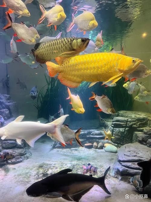 如何找到高清的金龍魚圖片：發(fā)財(cái)金龍魚4k鎖屏壁紙⑤和“金龍魚”動(dòng)態(tài)壁紙