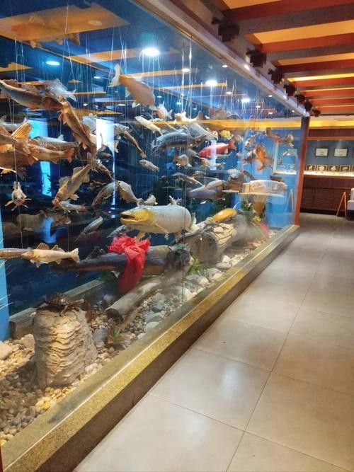 大田哪個水族館龍魚好？祥龍魚場龍魚：廣州龍魚祥龍魚場一條龍魚價格一般多少錢一條