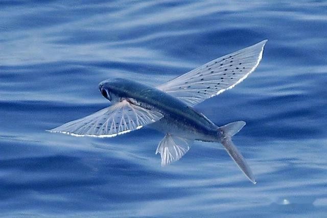 海底飛龍魚有哪些天敵？：海底飛龍魚在海洋中的繁殖方式是什么飛魚有哪些天敵是什么 海底飛龍魚有哪些天敵？：海底飛龍魚在海洋中的繁殖方式是什么飛魚有哪些天敵是什么 龍魚百科 第2張