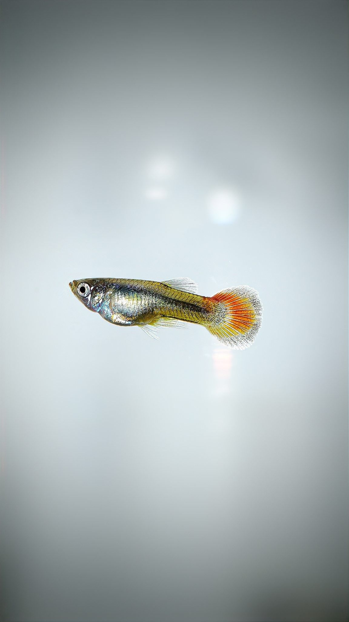 爛尾病會傳染給其他魚嗎：寵來也，爛尾病教你防治淡水魚爛尾病，保鮮技巧不可錯過！ 爛尾病會傳染給其他魚嗎：寵來也，爛尾病教你防治淡水魚爛尾病，保鮮技巧不可錯過！ 龍魚百科 第4張