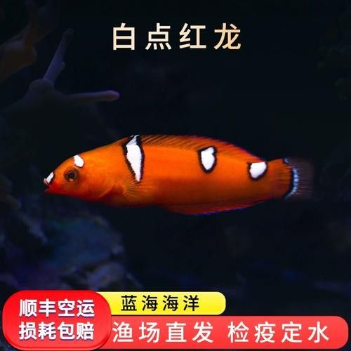 瑰寶龍紅龍魚的價格是多少?:養魚說