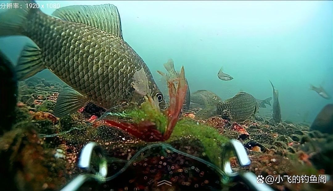 金海龍魚線的透明度如何：揭秘水下的“隱形殺手” 金海龍魚線的透明度如何：揭秘水下的“隱形殺手” 龍魚百科 第4張
