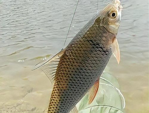金海龍魚線的透明度如何：揭秘水下的“隱形殺手” 金海龍魚線的透明度如何：揭秘水下的“隱形殺手” 龍魚百科 第7張
