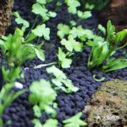 石家莊龍魚市場在哪里？：石家莊市經(jīng)營龍魚的主要市場及店鋪信息及店鋪信息 石家莊龍魚市場在哪里？：石家莊市經(jīng)營龍魚的主要市場及店鋪信息及店鋪信息 龍魚百科 第3張
