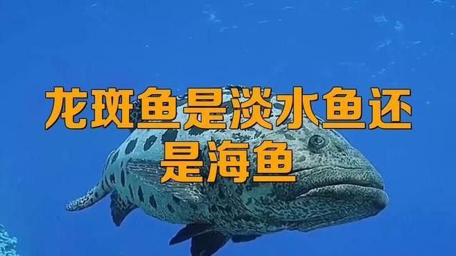 斑尾龍魚有哪些品種：斑尾龍魚是淡水魚還是海魚