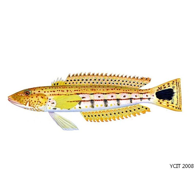 斑尾龍魚有哪些品種：斑尾龍魚是淡水魚還是海魚