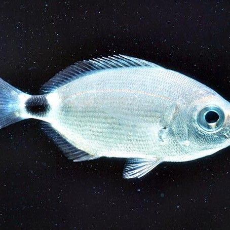 斑尾龍魚有哪些品種：斑尾龍魚是淡水魚還是海魚