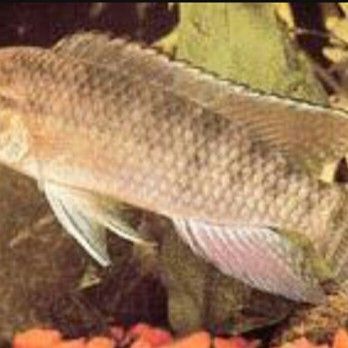 斑尾龍魚有哪些品種：斑尾龍魚是淡水魚還是海魚