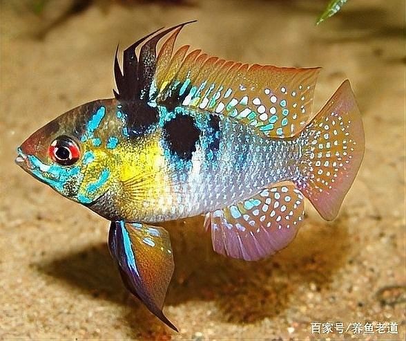 龍魚鰓蓋爛洞手術后多久恢復？：龍魚鰓蓋爛洞手術后恢復時間通常需要2-3周 龍魚鰓蓋爛洞手術后多久恢復？：龍魚鰓蓋爛洞手術后恢復時間通常需要2-3周 龍魚百科 第2張
