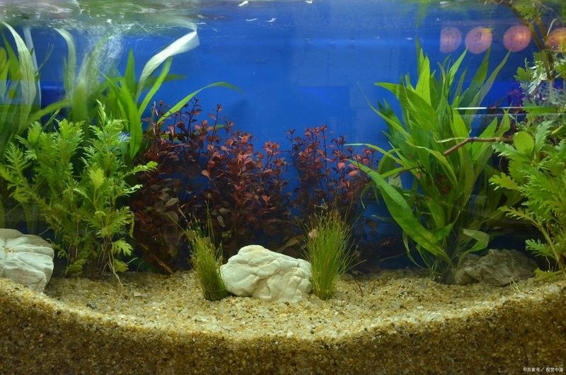 龍魚缸濾材的擺放順序：新龍魚到家，如何調整狀態濾材擺放技巧