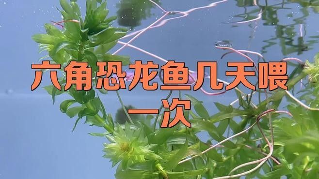 六角恐龍魚多久喂一次龍蝦合適：六角恐龍魚喂食頻率需根據(jù)生長階段、水溫及食物類型綜合調(diào)整 六角恐龍魚多久喂一次龍蝦合適：六角恐龍魚喂食頻率需根據(jù)生長階段、水溫及食物類型綜合調(diào)整 龍魚百科 第2張