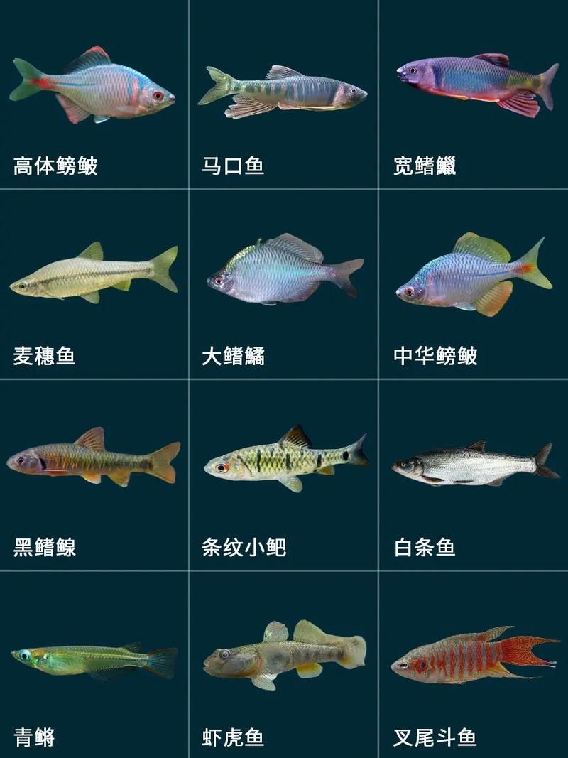 給我推薦一些呈千祥龍魚品種：千祥龍魚品種及其特征：千祥龍魚品種及其特征及其特征