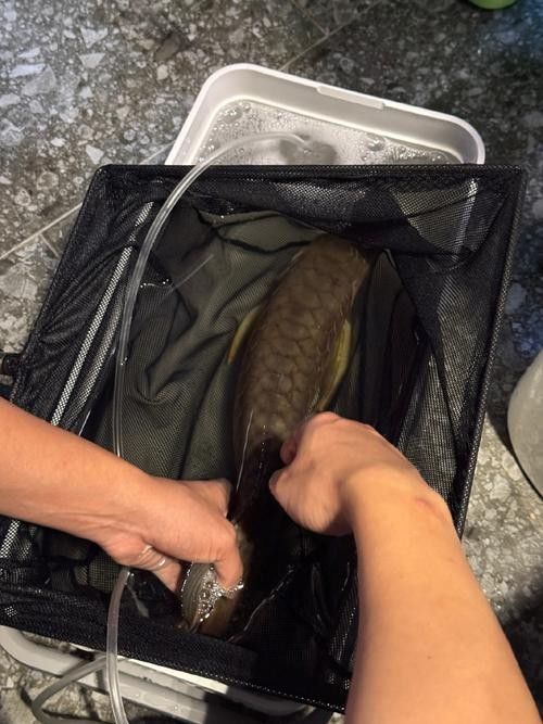 哪種龍魚麻醉藥性價比最高：最新動物麻醉藥價格、批發報價、價格大全