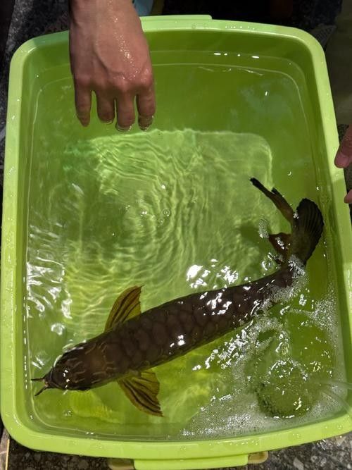 哪種龍魚麻醉藥性價比最高：最新動物麻醉藥價格、批發報價、價格大全