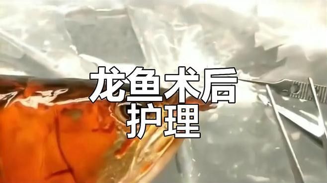 龍魚手術后多久能恢復？：龍魚手術后恢復時間因手術類型和個體差異而不同