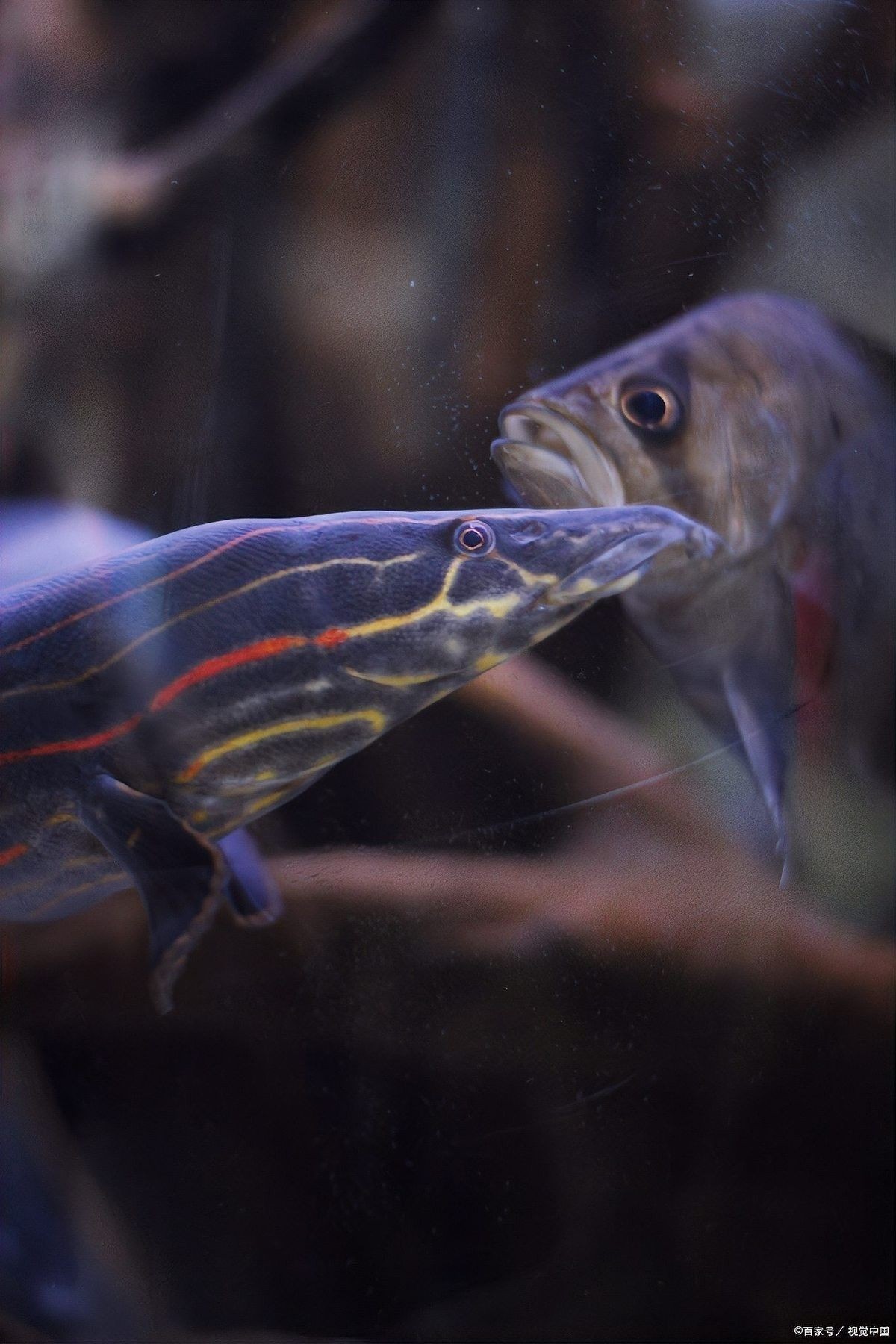 墊江哪個(gè)水族館龍魚好？祥龍魚場(chǎng)龍魚：墊江本地水族館的龍魚養(yǎng)殖信息