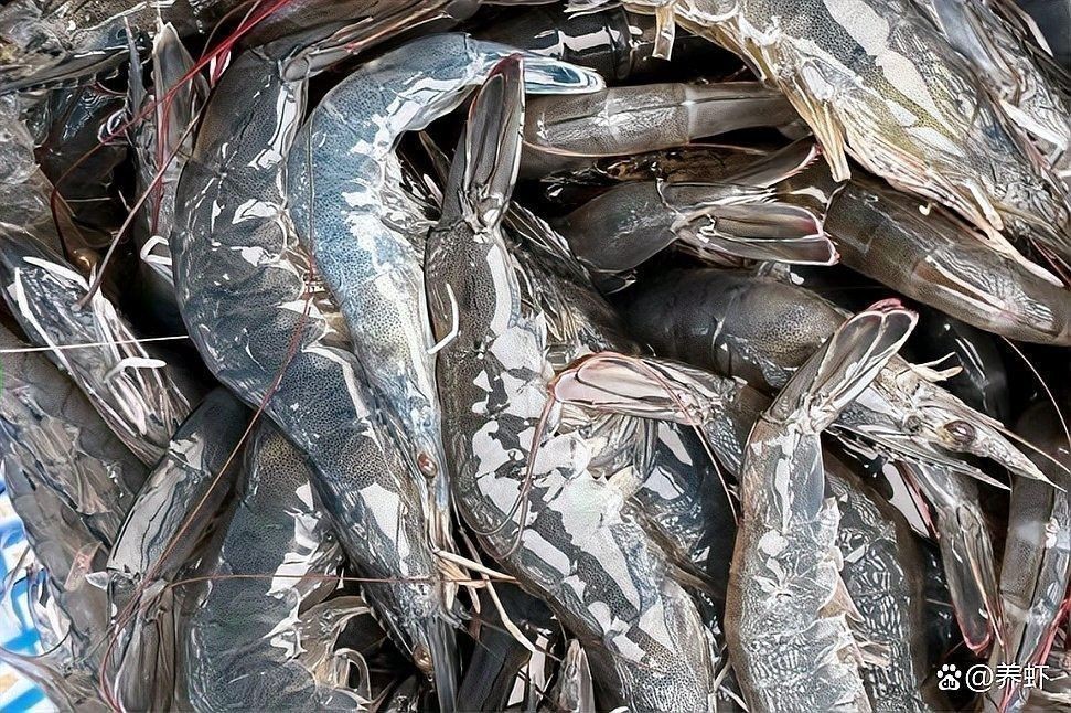 紅龍魚對氨氮敏感嗎：小魚辣條的發現