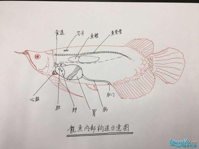 龍魚吃什么食物最好?:龍魚七大必吃食物營養搭配全解析朱柚柚龍魚的飼養方法 龍魚百科 第7張 龍魚吃什么食物最好?:龍魚七大必吃食物營養搭配全解析朱柚柚龍魚的飼養方法 龍魚吃什么食物最好?:龍魚七大必吃食物營養搭配全解析朱柚柚龍魚的飼養方法 龍魚百科 第7張
