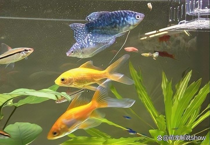 如何設置象鼻魚和龍魚混養的魚缸：冷水魚+熱帶魚混養的禁忌與神操作 如何設置象鼻魚和龍魚混養的魚缸：冷水魚+熱帶魚混養的禁忌與神操作 龍魚百科 第4張