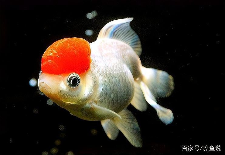 如何設置象鼻魚和龍魚混養的魚缸：冷水魚+熱帶魚混養的禁忌與神操作 如何設置象鼻魚和龍魚混養的魚缸：冷水魚+熱帶魚混養的禁忌與神操作 龍魚百科 第3張