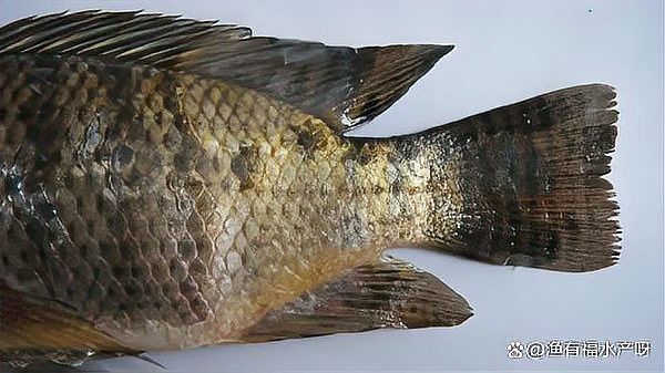 如何預防龍魚再次感染水霉病：百度健康水霉病怎么治徹底除根