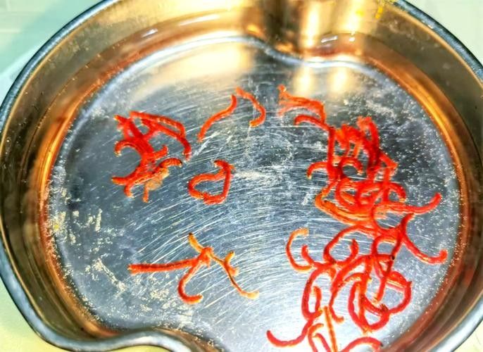 給我一些恐龍魚吃紅蟲的圖片：恐龍魚吃紅蟲的圖片資源