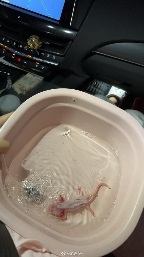給我一些恐龍魚吃紅蟲的圖片：恐龍魚吃紅蟲的圖片資源