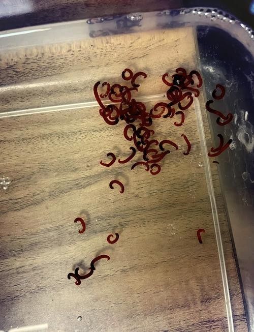 給我一些恐龍魚吃紅蟲的圖片：恐龍魚吃紅蟲的圖片資源
