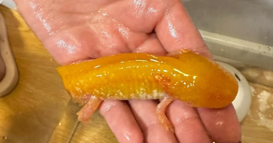 給我一些恐龍魚吃紅蟲的圖片：恐龍魚吃紅蟲的圖片資源