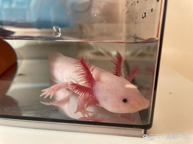 給我一些恐龍魚吃紅蟲的圖片：恐龍魚吃紅蟲的圖片資源