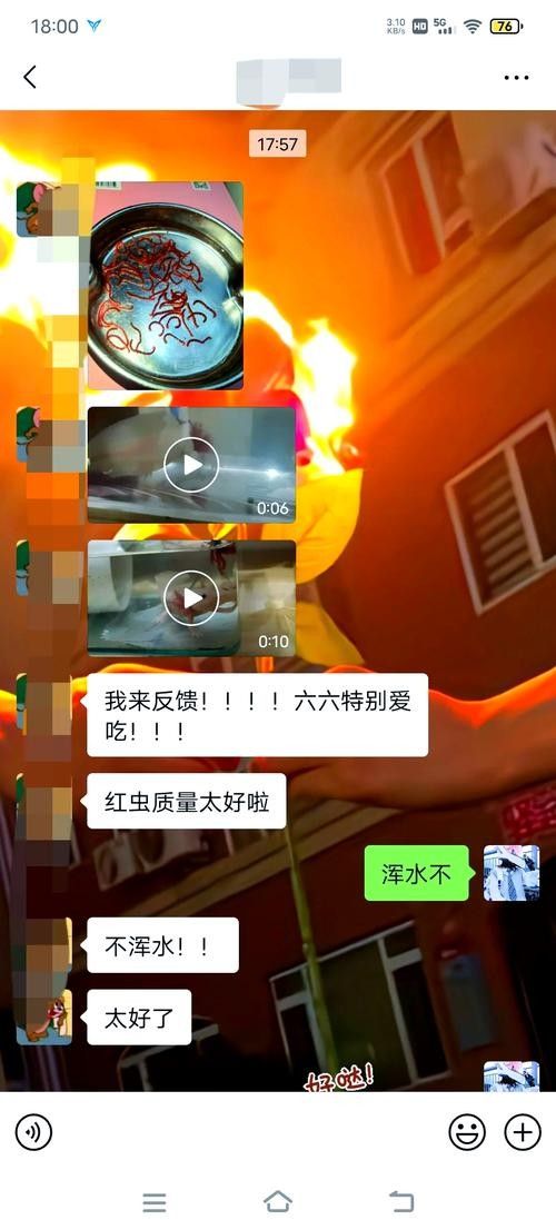 給我一些恐龍魚吃紅蟲的圖片：恐龍魚吃紅蟲的圖片資源