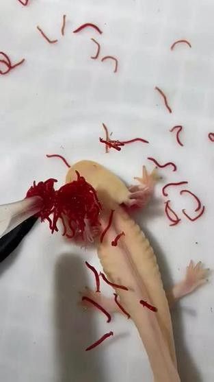 給我一些恐龍魚吃紅蟲的圖片：恐龍魚吃紅蟲的圖片資源