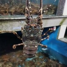 大青龍魚的價(jià)格是多少：大青龍棒魚價(jià)格行情走勢(shì)(青魚批發(fā)價(jià)格 大青龍魚的價(jià)格是多少：大青龍棒魚價(jià)格行情走勢(shì)(青魚批發(fā)價(jià)格 龍魚百科 第5張