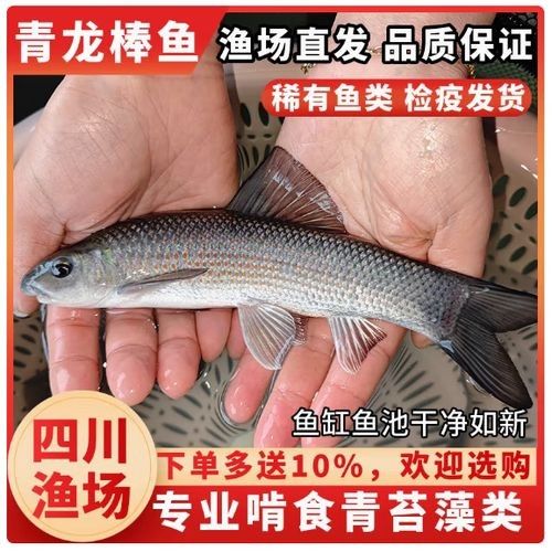 大青龍魚的價(jià)格是多少：大青龍棒魚價(jià)格行情走勢(shì)(青魚批發(fā)價(jià)格 大青龍魚的價(jià)格是多少：大青龍棒魚價(jià)格行情走勢(shì)(青魚批發(fā)價(jià)格 龍魚百科 第3張