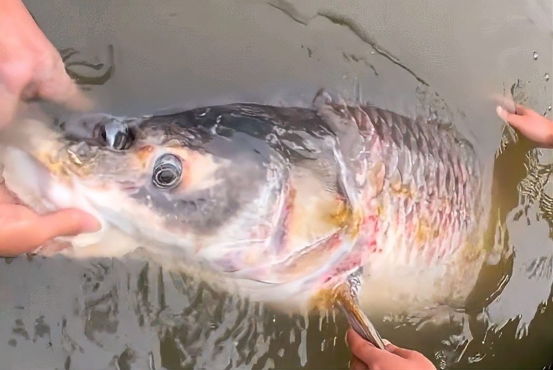 大青龍魚的價(jià)格是多少：大青龍棒魚價(jià)格行情走勢(shì)(青魚批發(fā)價(jià)格 大青龍魚的價(jià)格是多少：大青龍棒魚價(jià)格行情走勢(shì)(青魚批發(fā)價(jià)格 龍魚百科 第6張