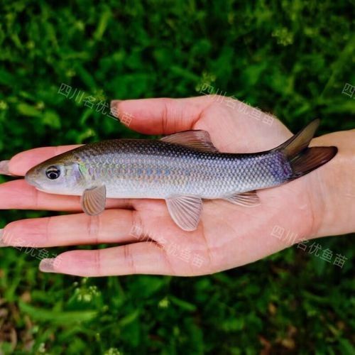 大青龍魚的價(jià)格是多少：大青龍棒魚價(jià)格行情走勢(shì)(青魚批發(fā)價(jià)格 大青龍魚的價(jià)格是多少：大青龍棒魚價(jià)格行情走勢(shì)(青魚批發(fā)價(jià)格 龍魚百科 第4張