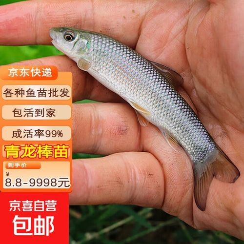 大青龍魚的價(jià)格是多少：大青龍棒魚價(jià)格行情走勢(shì)(青魚批發(fā)價(jià)格 大青龍魚的價(jià)格是多少：大青龍棒魚價(jià)格行情走勢(shì)(青魚批發(fā)價(jià)格 龍魚百科 第2張
