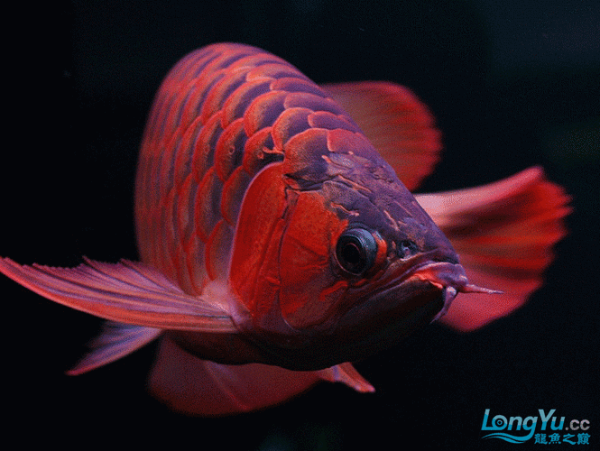 頂級紅龍魚的價格是多少？：廣州龍魚祥龍魚場，紅龍魚價格表