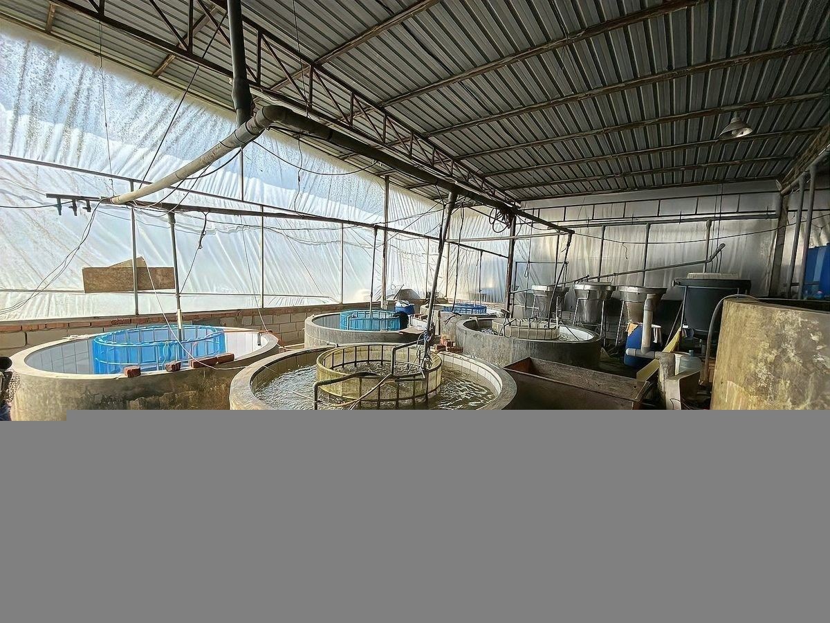 北京哪個水族館龍魚好？祥龍魚場龍魚：北京哪里買龍魚最便宜 北京哪個水族館龍魚好？祥龍魚場龍魚：北京哪里買龍魚最便宜 龍魚百科 第5張