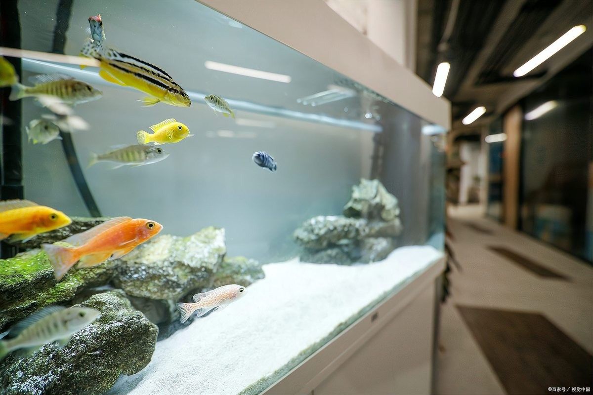 曼龍魚恢復(fù)期間需要換水嗎？：曼龍魚在恢復(fù)期間需要換水，但需注意換水量和頻率以避免水質(zhì)突變 曼龍魚恢復(fù)期間需要換水嗎？：曼龍魚在恢復(fù)期間需要換水，但需注意換水量和頻率以避免水質(zhì)突變 龍魚百科 第3張
