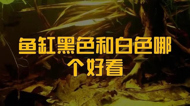 黑底缸和白底缸哪個更適合新手：心旅光影紅龍魚背景選擇大揭秘紅龍魚背景選擇 黑底缸和白底缸哪個更適合新手：心旅光影紅龍魚背景選擇大揭秘紅龍魚背景選擇 龍魚百科 第2張