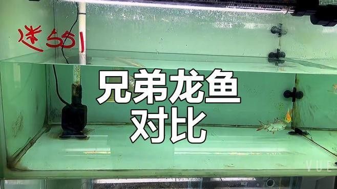 如何辨別龍魚是否純種？：zili揭曉龍魚鱗片中隱藏的秘密,透過表象看本質