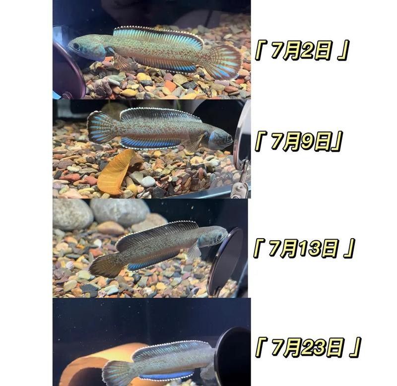 雷龍魚黑斑病如何治療：雷龍魚黑斑病多久能治愈？