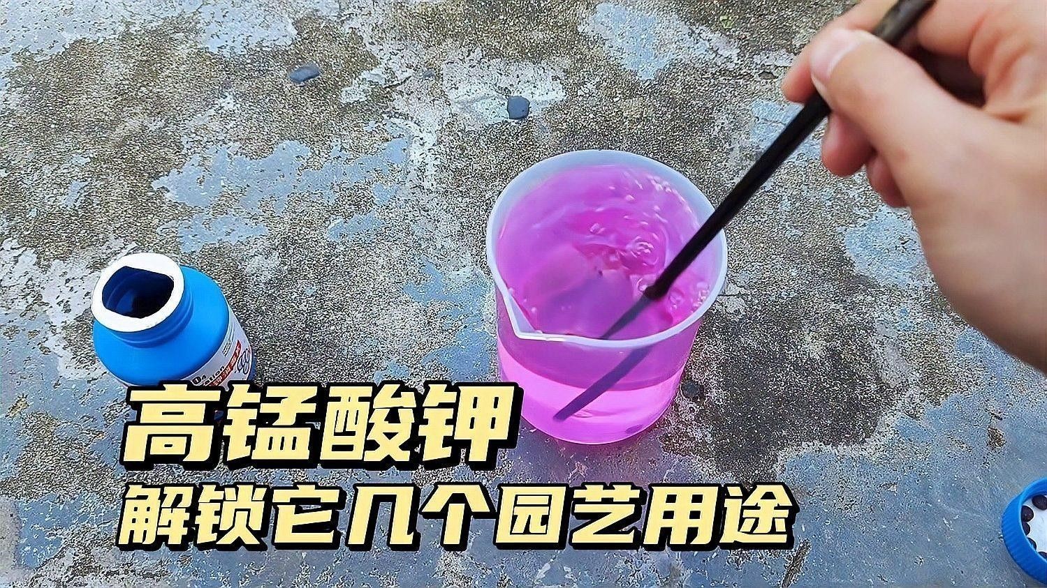 如何消毒紅蟲和面包蟲：紅線蟲怎么消毒喂魚