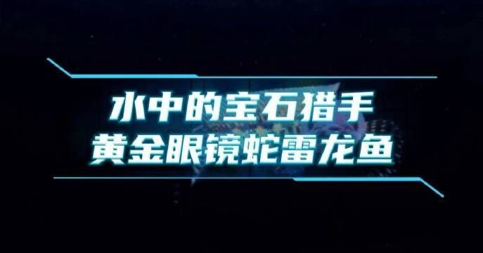 彩虹雷龍和黃金眼鏡蛇雷龍發色對比：如何挑選一條極品黃金眼鏡蛇雷龍魚