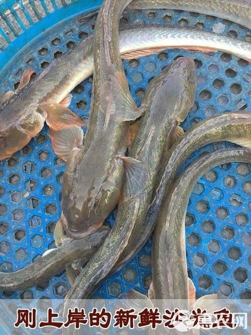 如何挑選新鮮的小龍魚？：如何挑選優(yōu)質(zhì)小龍魚，避免買到假貨