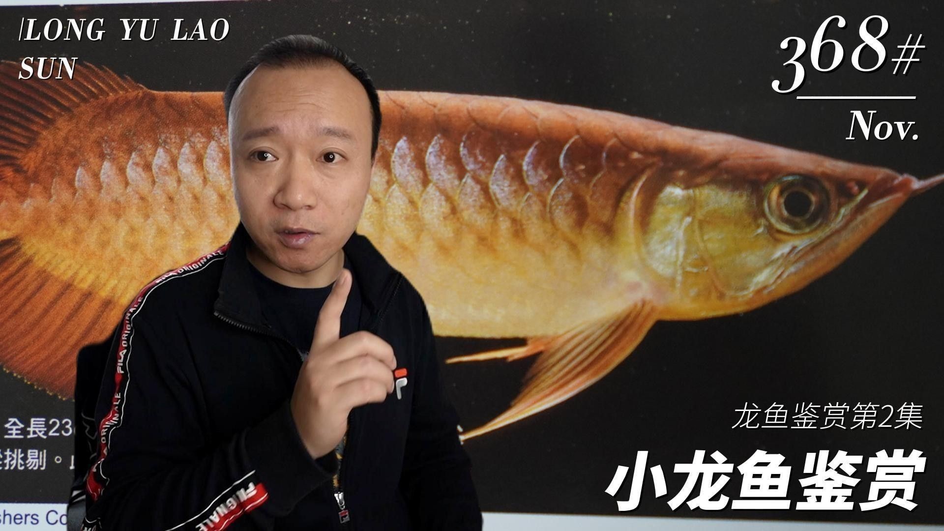 如何挑選新鮮的小龍魚？：如何挑選優質小龍魚，避免買到假貨