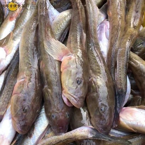 如何挑選新鮮的小龍魚？：如何挑選優質小龍魚，避免買到假貨