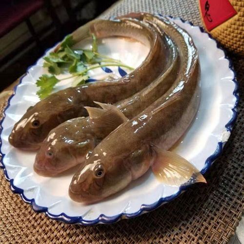 如何挑選新鮮的小龍魚？：如何挑選優質小龍魚，避免買到假貨